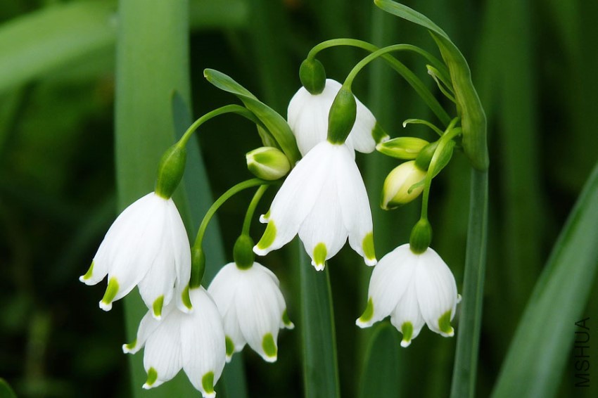 leucojum-03.jpg