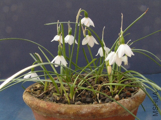 sizedLeucojum nicaense8711.jpg