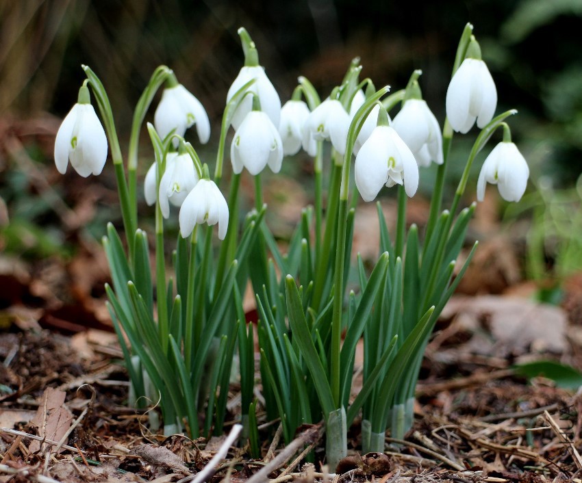 Galanthus_nivalis_(sneeuwklok).jpg