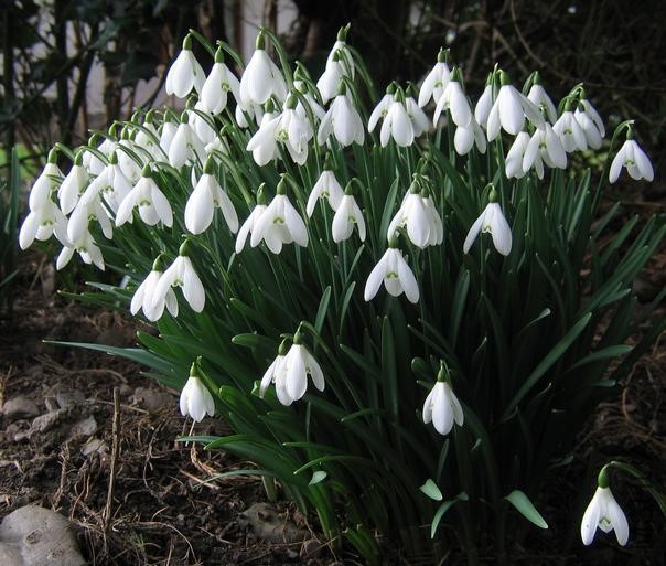 Galanthus_nivalis_dp3.jpg