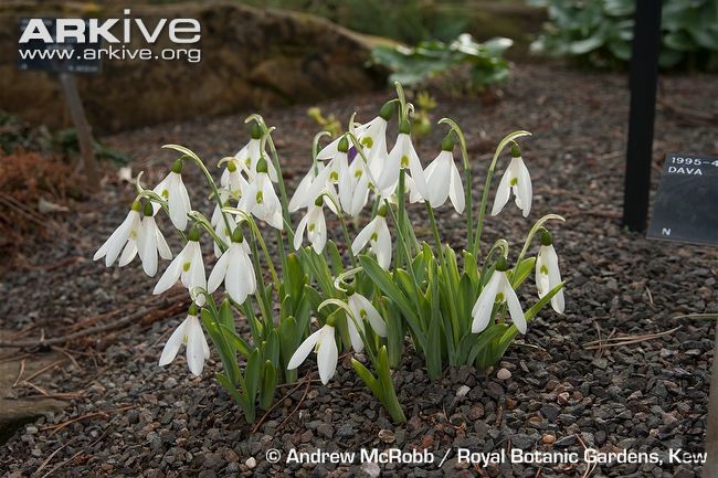 Galanthus-elwesii-in-cultivation-at-Kew.jpg