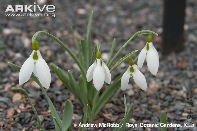 Galanthus-gracilis-in-cultivation-at-Kew.jpg