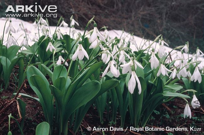 Galanthus-krasnovii-population.jpg