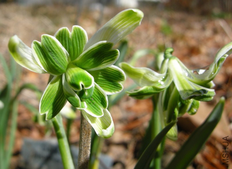 galanthus-nivalis-blewbury-tart-001.jpg