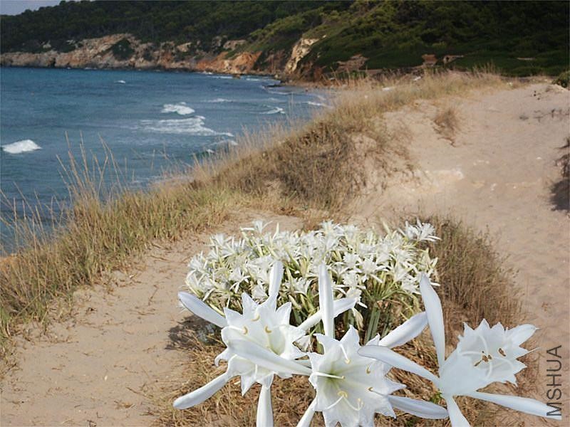 Lillies-on-path-to-beach.jpg