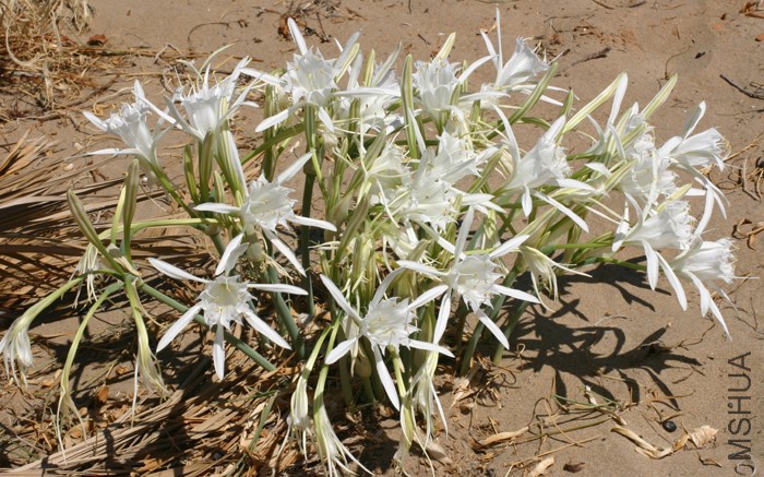 Pancratium_maritimum_014_ill.jpg