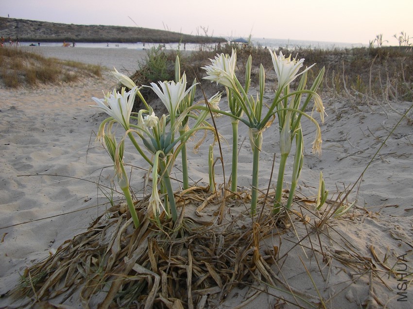 Pancratium_maritimum_sand.jpg