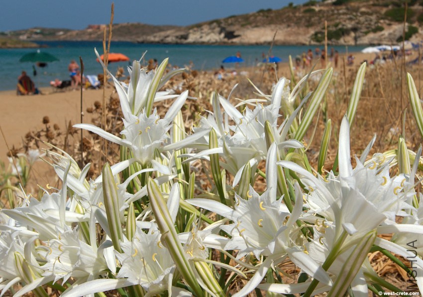 pancratium_maritimum-4large.jpg