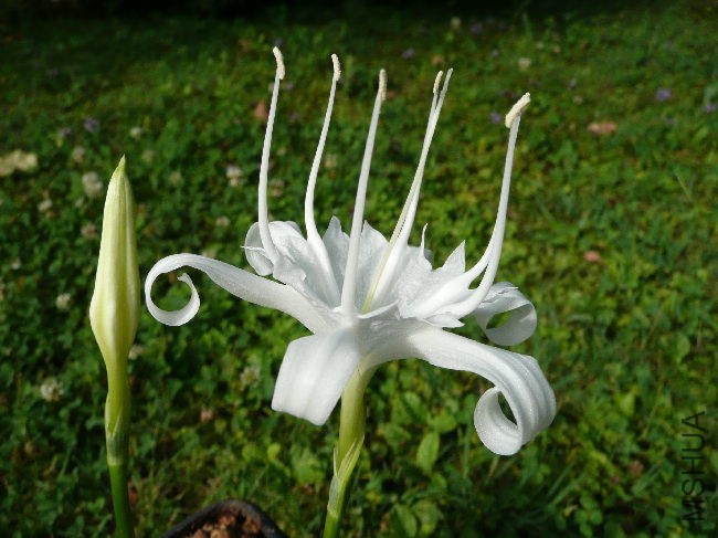 Pancratium_zeylanicum_AM.jpg