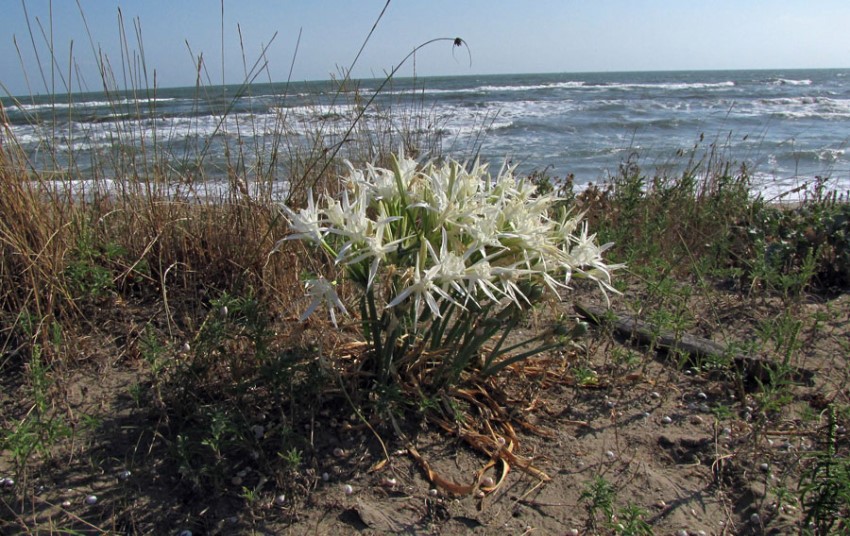 Pancratium-maritimum1.jpg