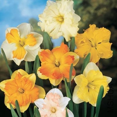 butterfly-narcissus-assortment.jpg