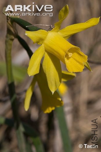 Narcissus-alcaracensis-flower.jpg