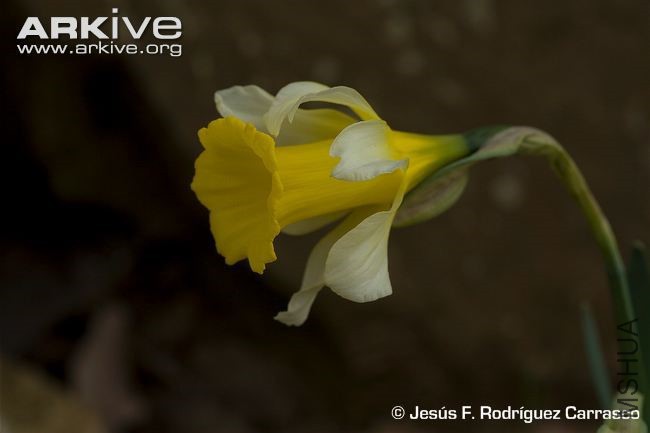 Narcissus-bugei-flower-side-view.jpg