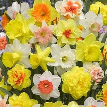 narcissus-tulip-store-75-days-narcissus-mix.jpg