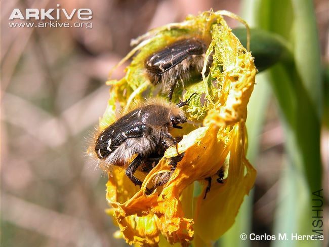 Wilted-Narcissus-longispathus-flower-being-fed-on-by-Tropinota-beetles.jpg