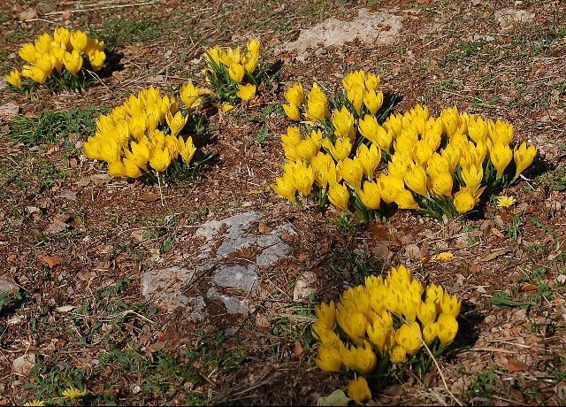 sizedSternbergia lutea Lambokambos18489.jpg