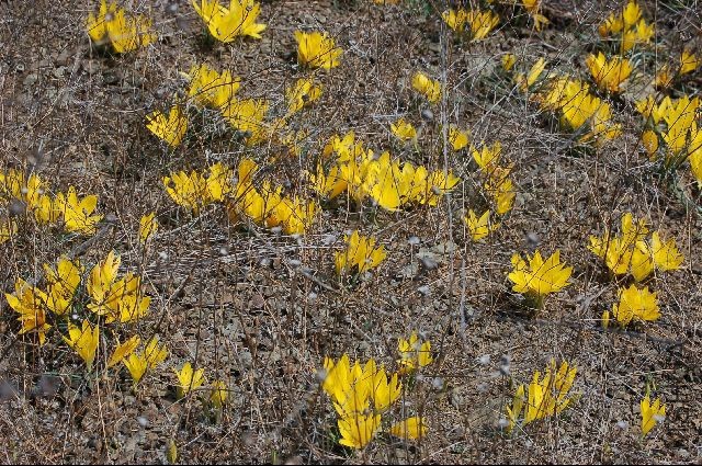 sizedSternbergia sicula Tripoli pop18481.jpg