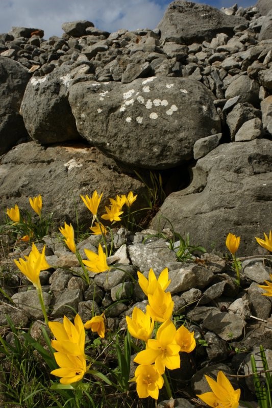 STERNBERGIA SICULA IN SCREE 4_resize.jpg