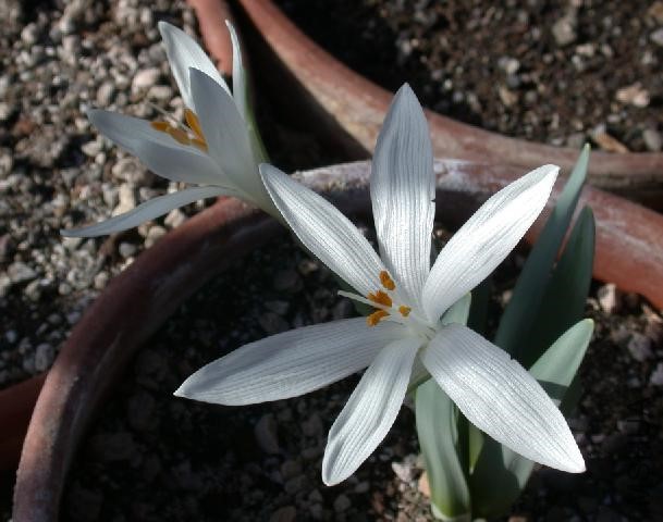 Sternbergia_candida_3.jpg
