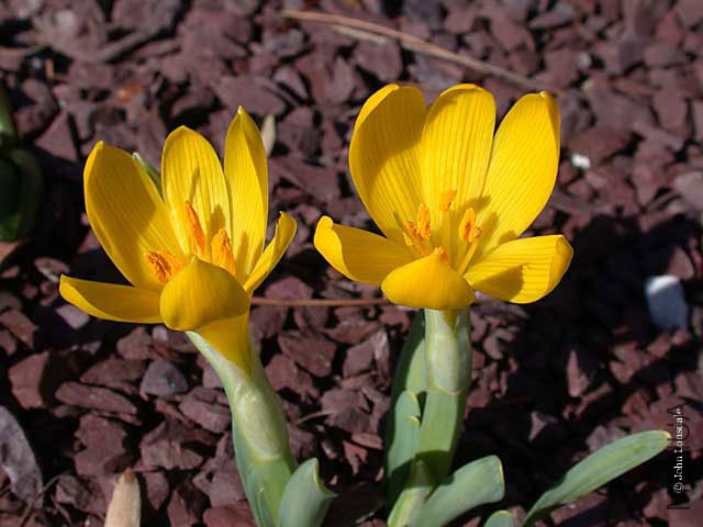 Sternbergia_fischeriana_11002_JL.jpg