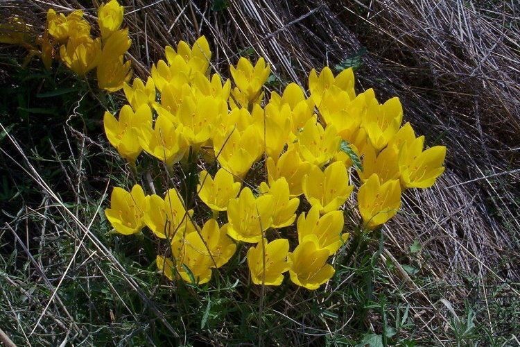 sternbergia_lutea_12.jpg