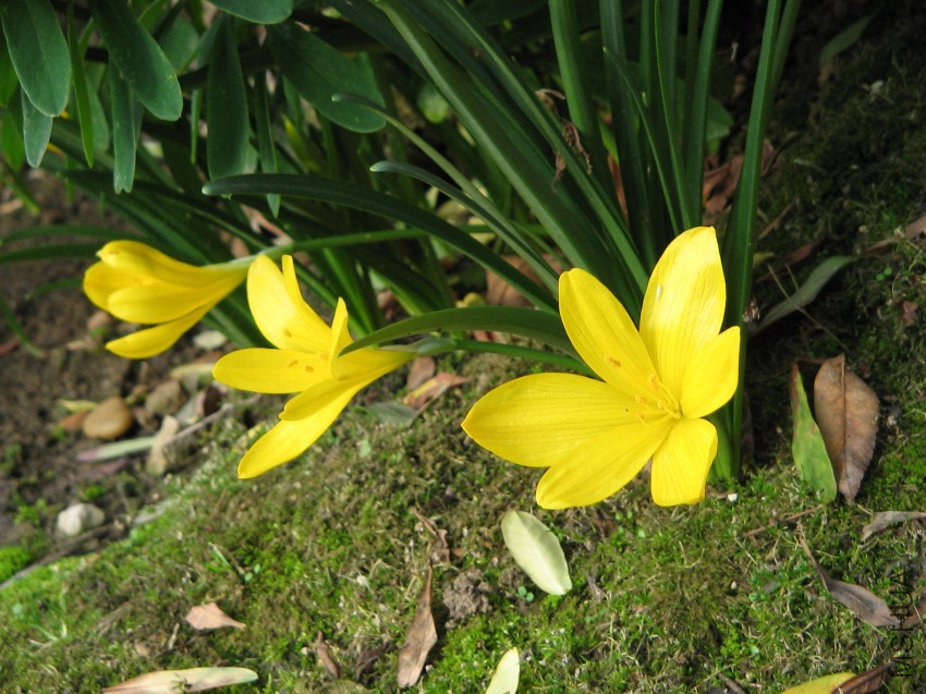 Sternbergia_lutea_detail.jpg