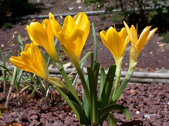 Sternbergia_lutea3_JL.jpg