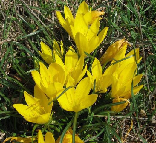 Sternbergia_sicula_JMW1.jpg