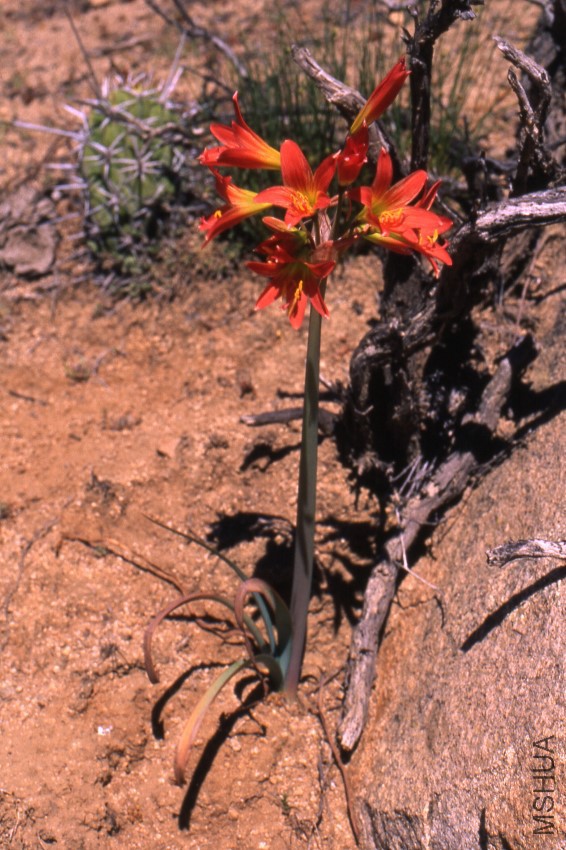 Rhodophiala advena_Embalse Corrales, Salamanca_N_GarciaX2006.jpg