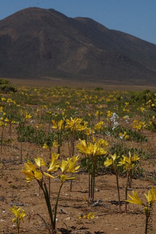 RHODOPHIALA BAGNOLDII 9_resize.jpg