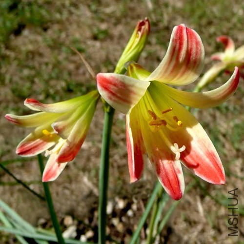 RHODOPHIALA CHILENSE.jpg