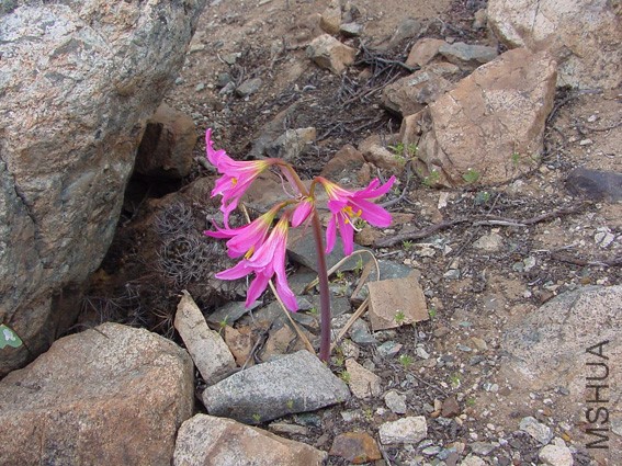 rhodophiala laeta 0734.jpg