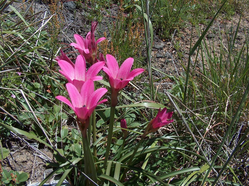 Rhodophiala_andicola.jpg