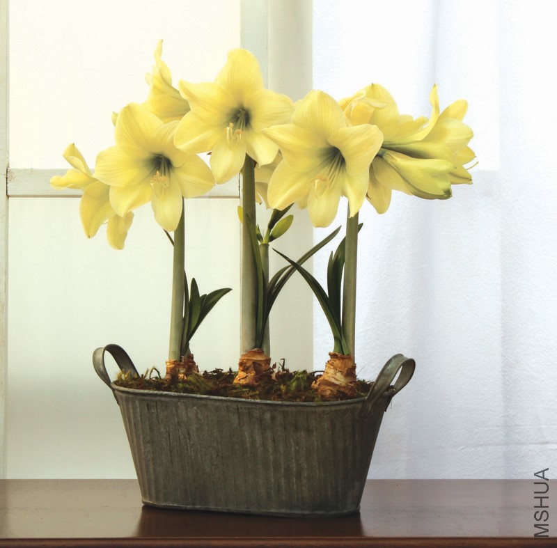 Amaryllidaceae-Hippeastrum-Lemon_Sorbet-Amaryllis.jpg