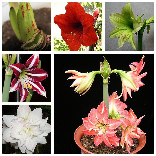 Barbados-Lily-Amaryllis-Bulbs-font-b-Hippeastrum-b-font-Bulbs-Bosai-font-b-Flowe.jpg