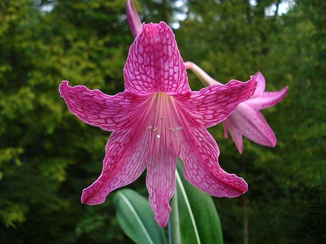 Hippeastrum_reticulatum_striatifolium_JAY.jpg
