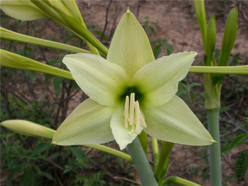Hippeastrum_sp_3.jpg