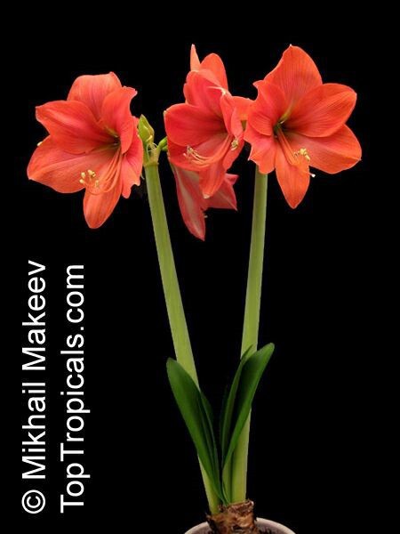 Hippeastrum036_MikMak.jpg