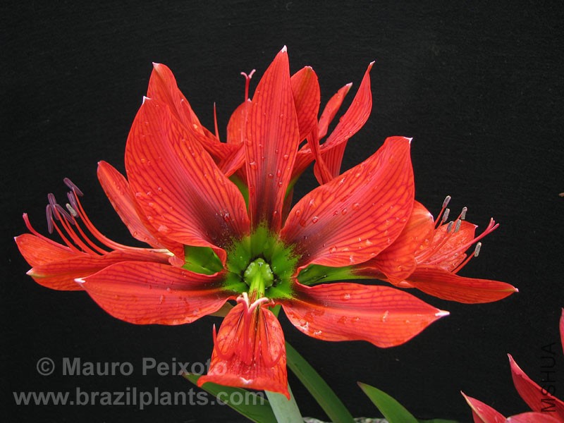Hippeastrum-aulicum-B-N.jpg