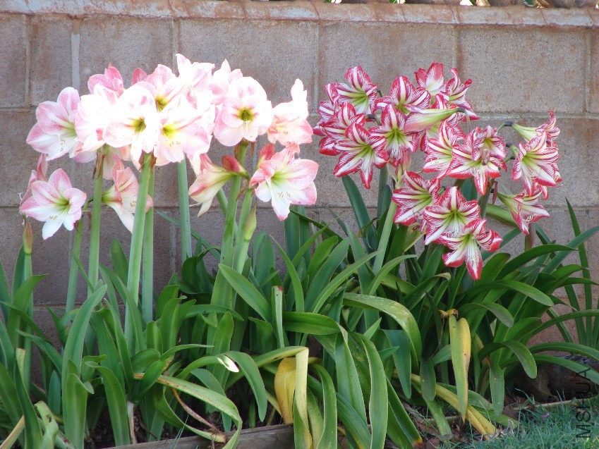 Hippeastrum-hybrids.jpg
