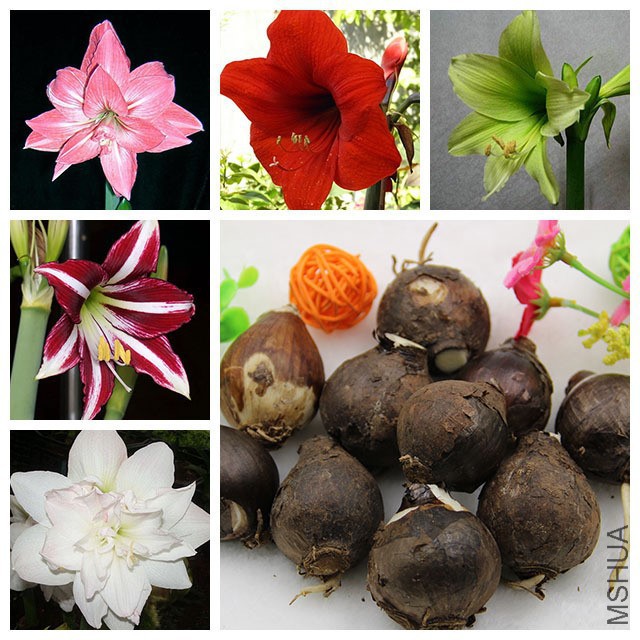 Hot-selling-3-pcs-lot-Barbados-Lily-Hippeastrum-Bulbs-it-is-not-the-seed-Bonsai-Plant.jpg