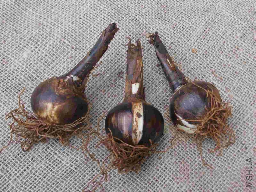 Sprekelia 0794 low res.jpg