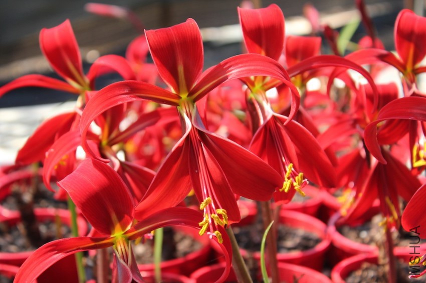 sprekelia__01701_zoom.jpg