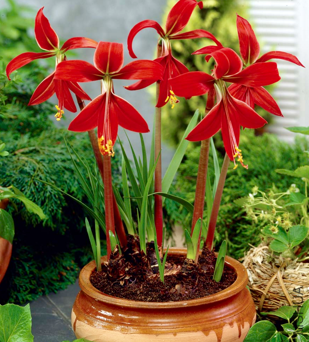 Sprekelia-Jacobean-Lily-Aztec-Lily-1.png