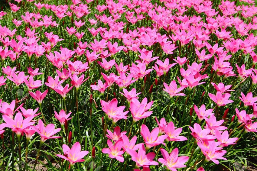 10389810-Pink-rain-lily-Zephyranthes-top-view-Stock-Photo.jpg