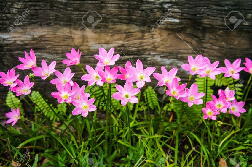 28790040-Zephyranthes-rosea-Lindl-flowers-Stock-Photo.jpg