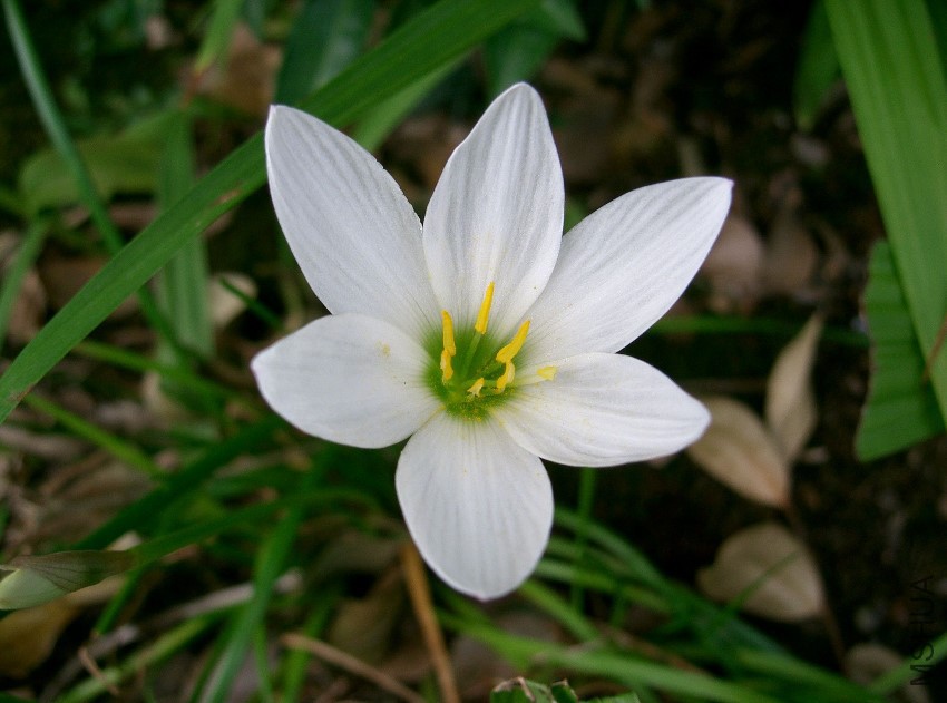 Zephyranthes_candida2.jpg