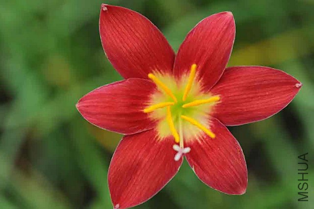 Zephyranthes_hybrid_NSH-127.jpg