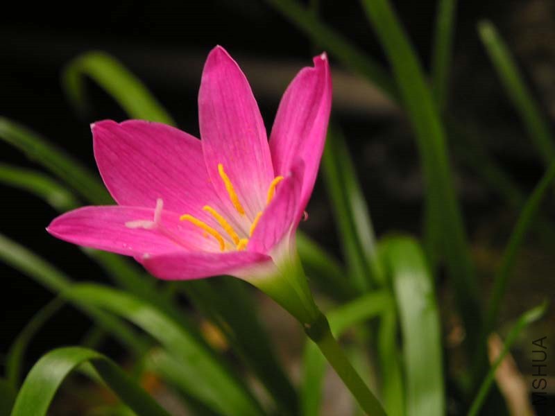 Zephyranthes_rosea1MTFL.jpg