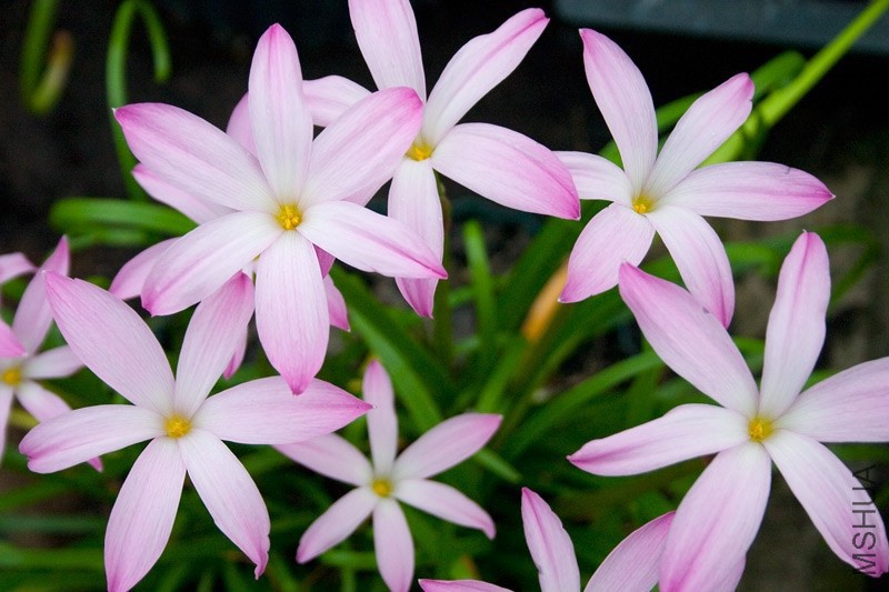 zephyranthes_star_spangled_1.jpg